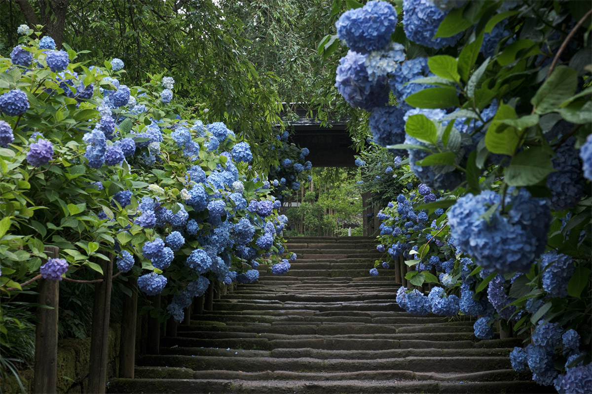 3 Ajisai-dera(Hydrangea Temples)in Japan | Kodawari Times