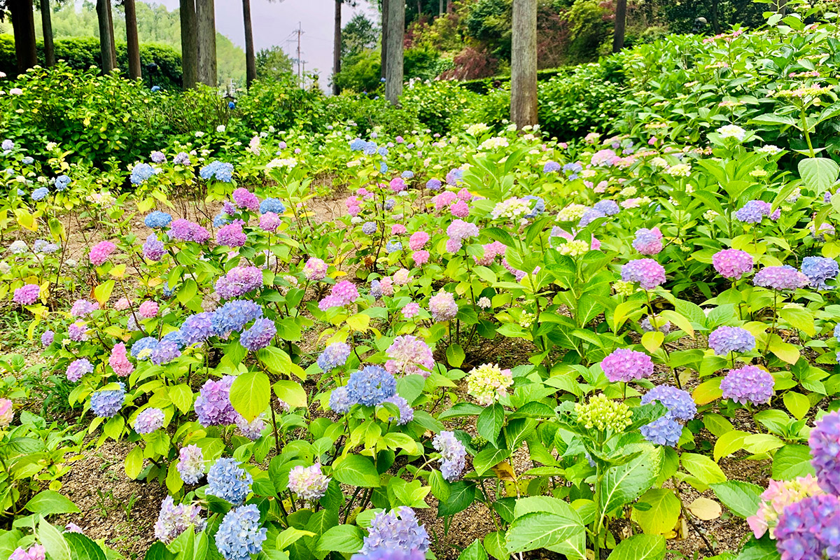 3 Ajisai Dera Hydrangea Temples In Japan Kodawari Times