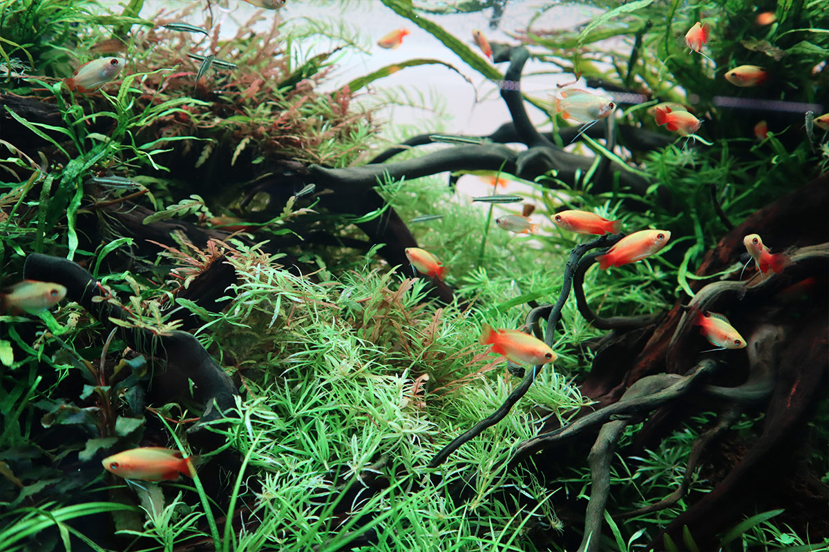 Japanese freshwater best sale aquarium fish