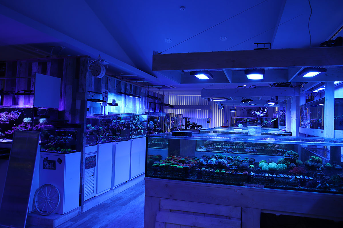 Visitors to large modern aquarium in Osaka looking into large fish