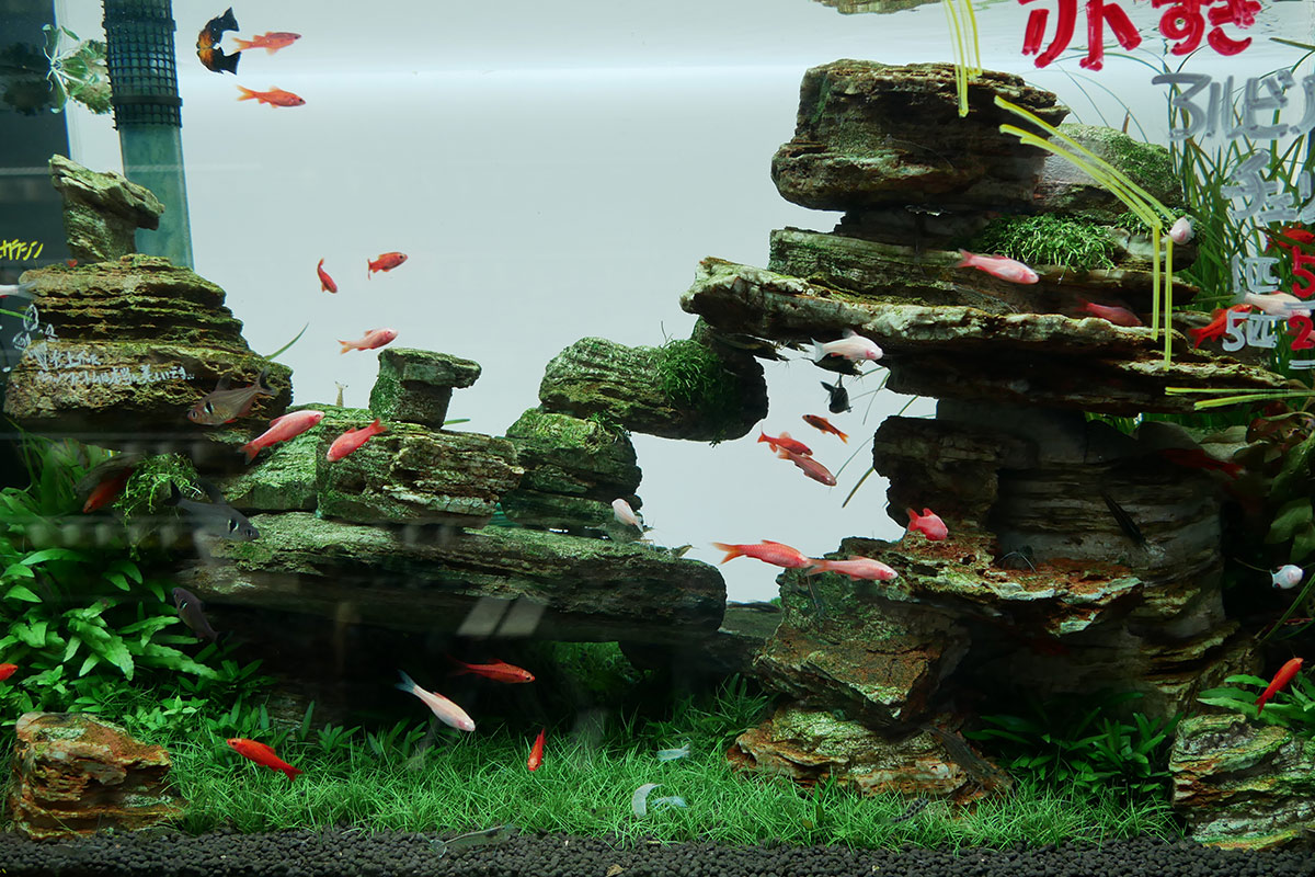 Japanese shop fish tank