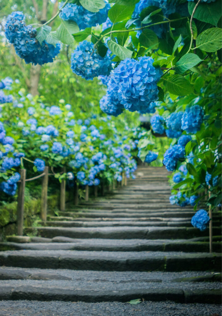 hydrangea