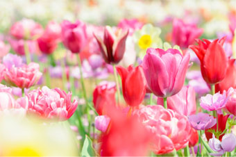 Tulips in Japan
