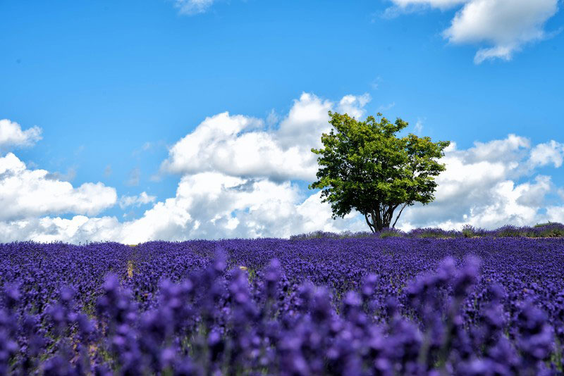 hokkaido-flower