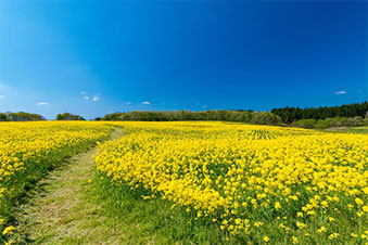 Rape blossoms in Japan