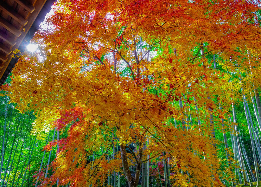 arashiyama-tikurin