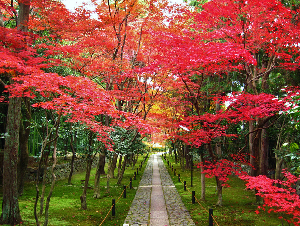 arashiyama-image