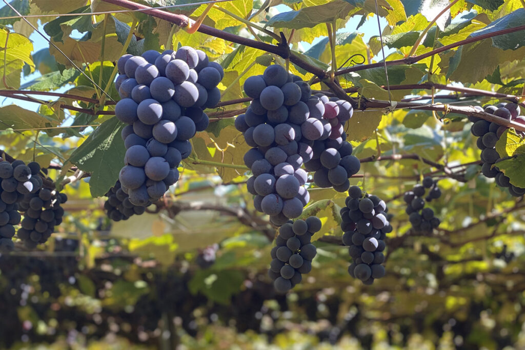 Grapes, apples, and other fruits are also very popular in Japan