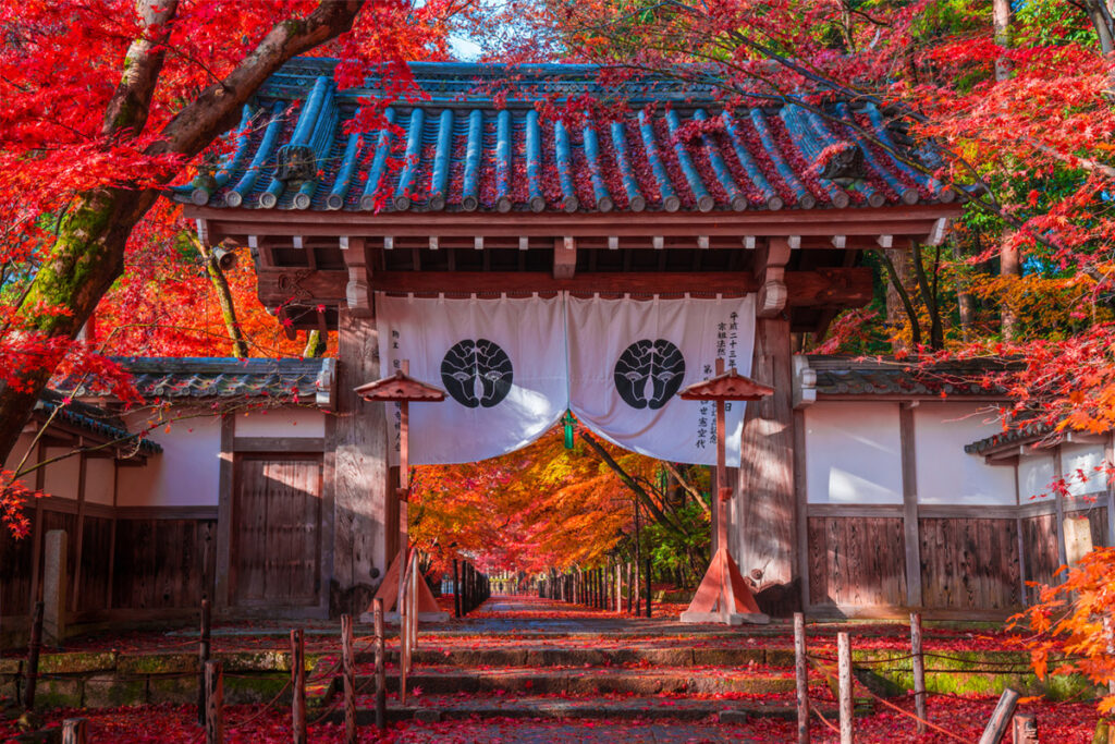 red leaves in KYOTO