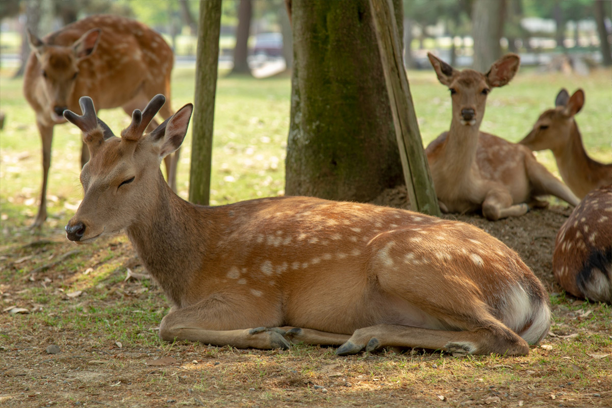 nara deer