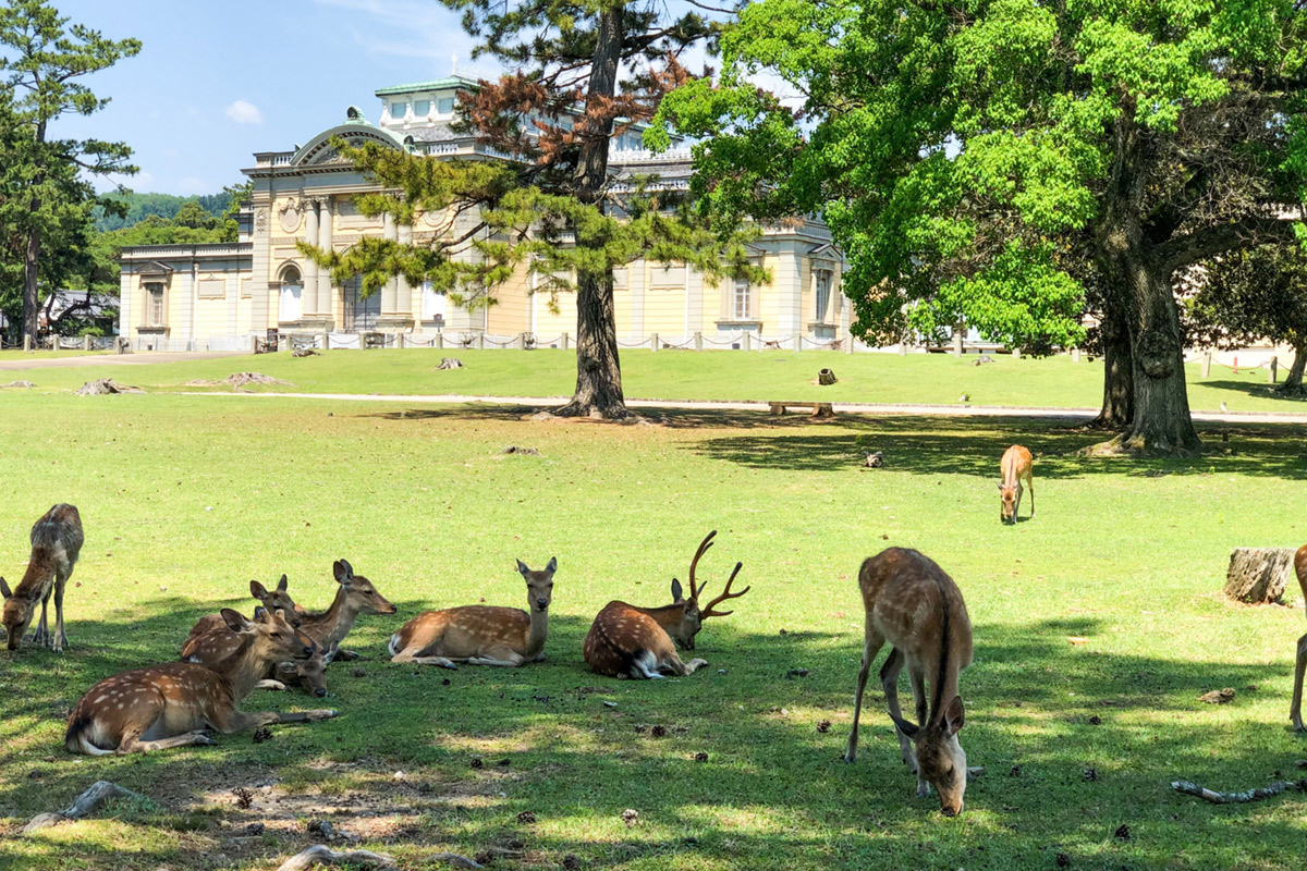 in NARA Park