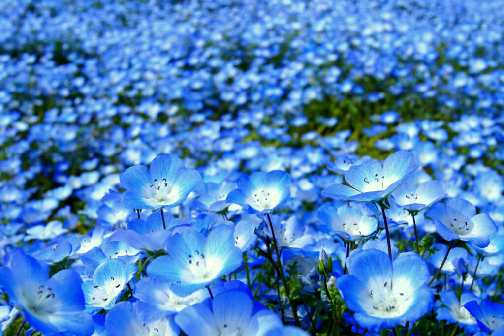 nemophila