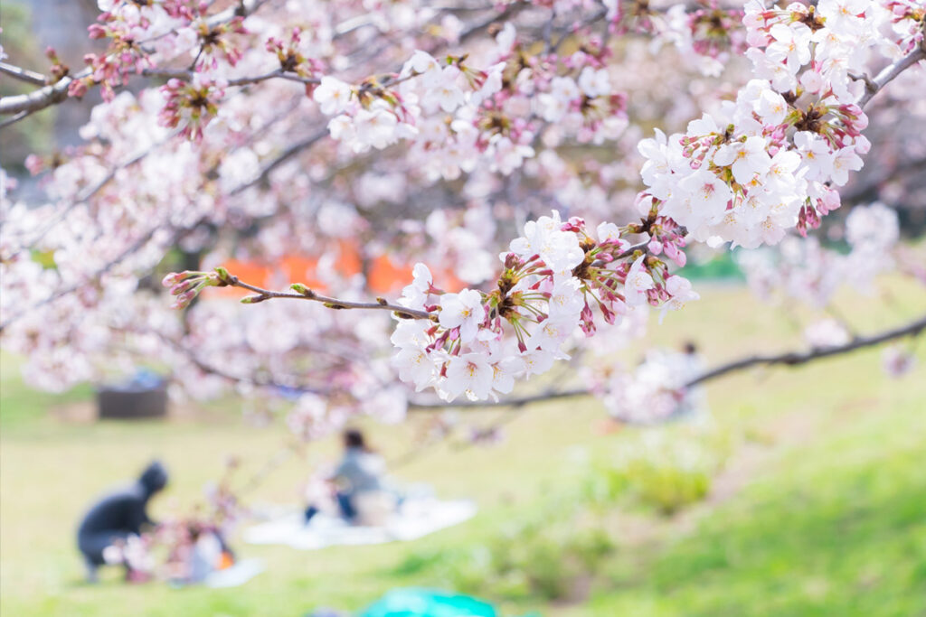 ohanami