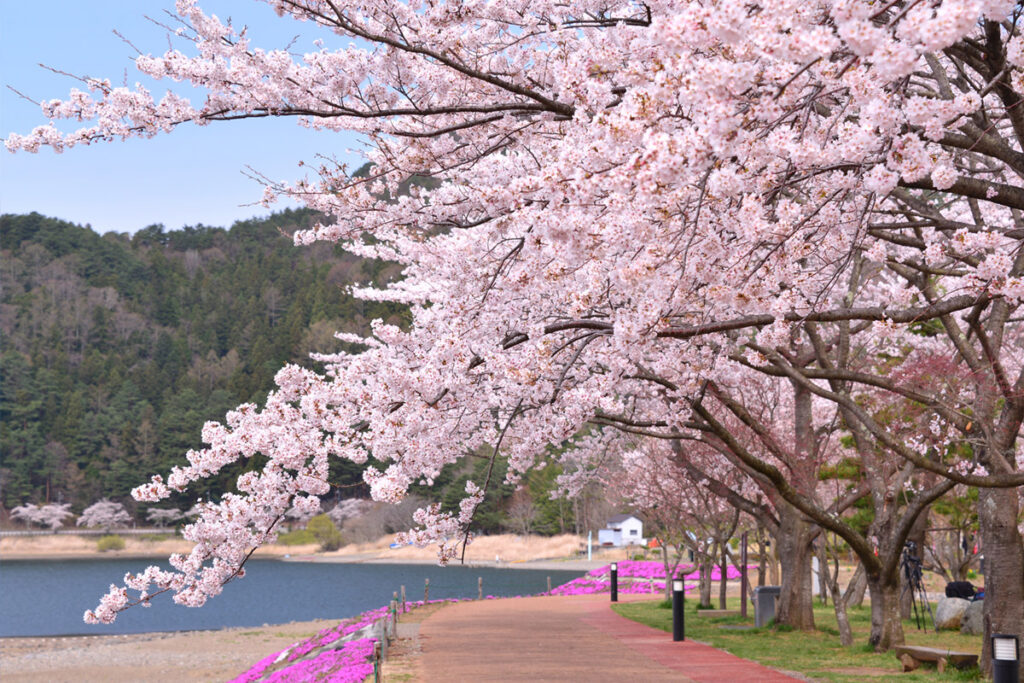 sakura