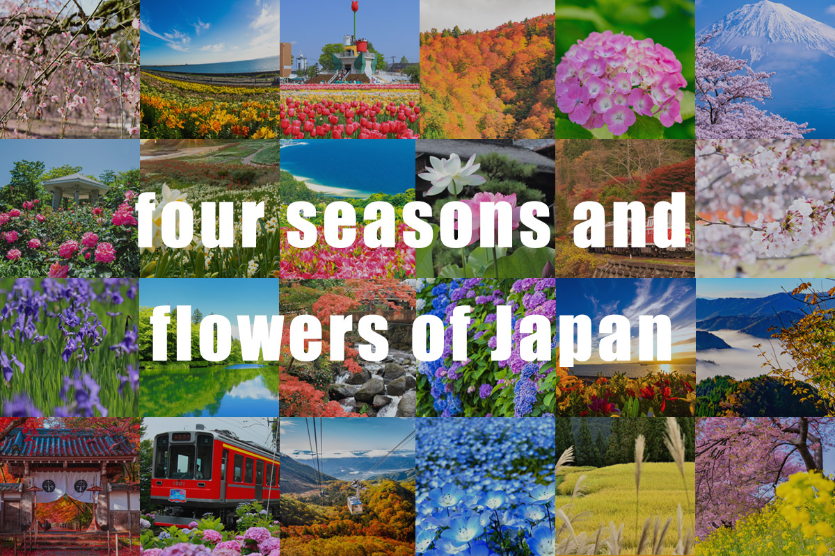 four-seasons and flowers f japan.