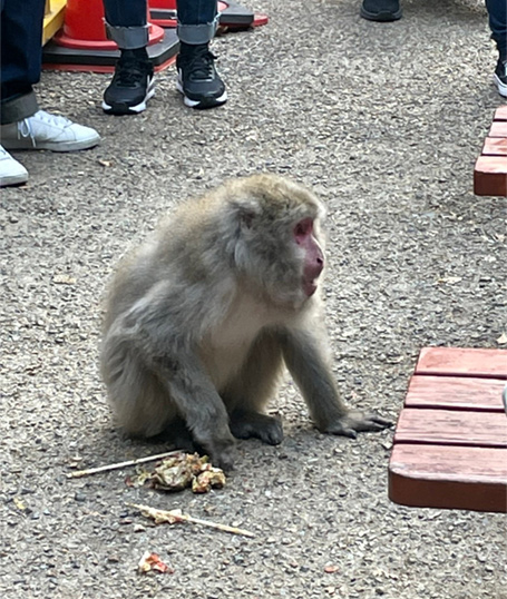 monky-minoh