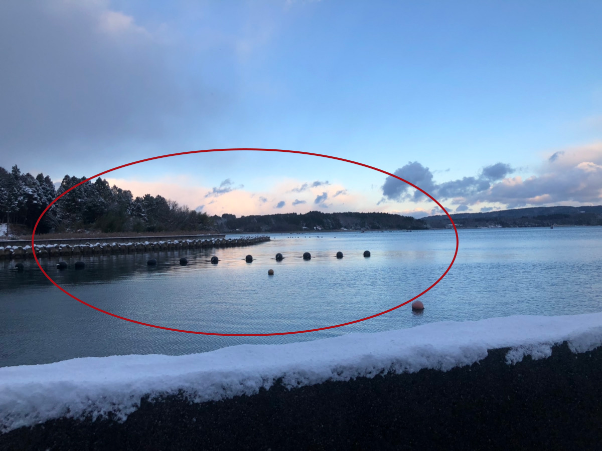 oyster farming in JAPAN