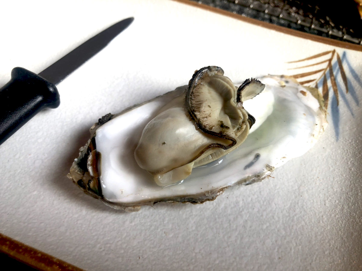 oyster in japan