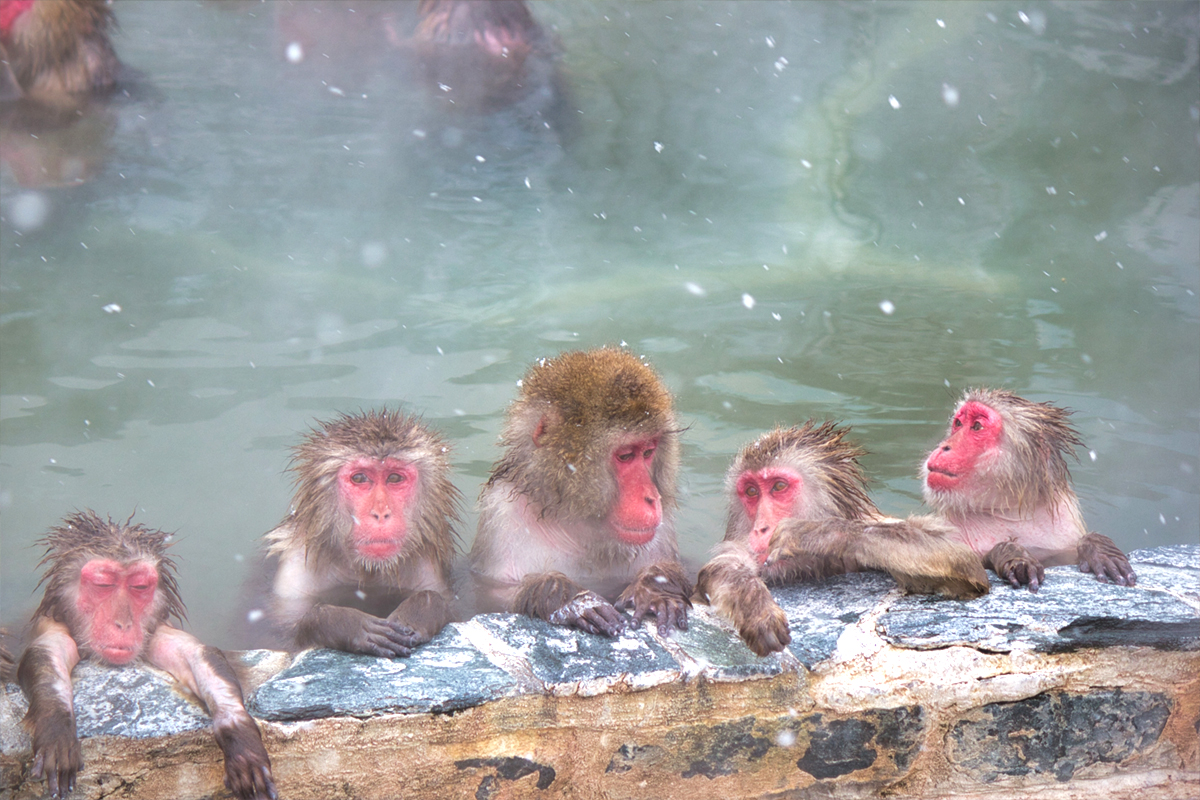 Animals in a hot spring. Winter in Japan | Kodawari Times