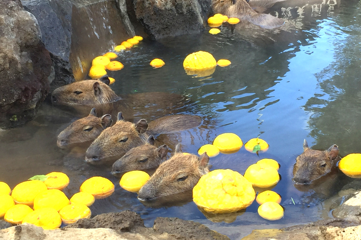 Capybara taking a yuzu bath