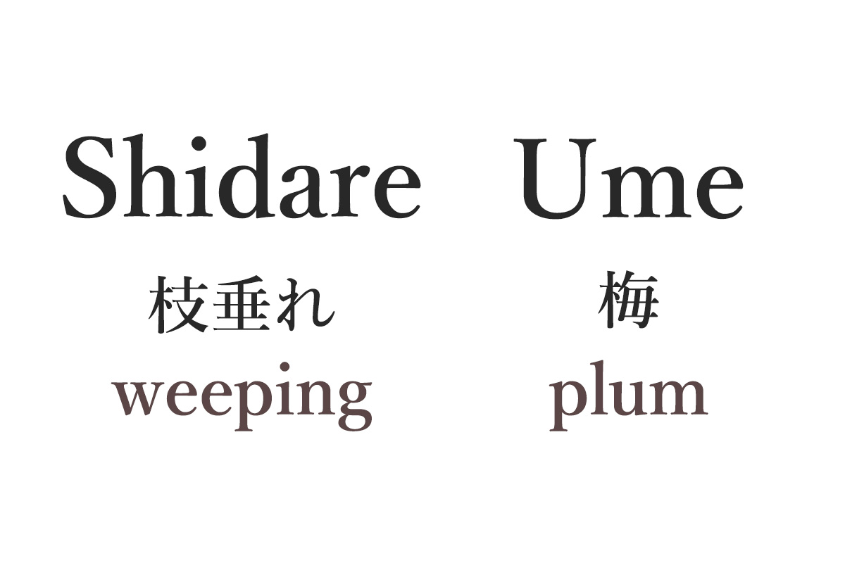 about shidareume