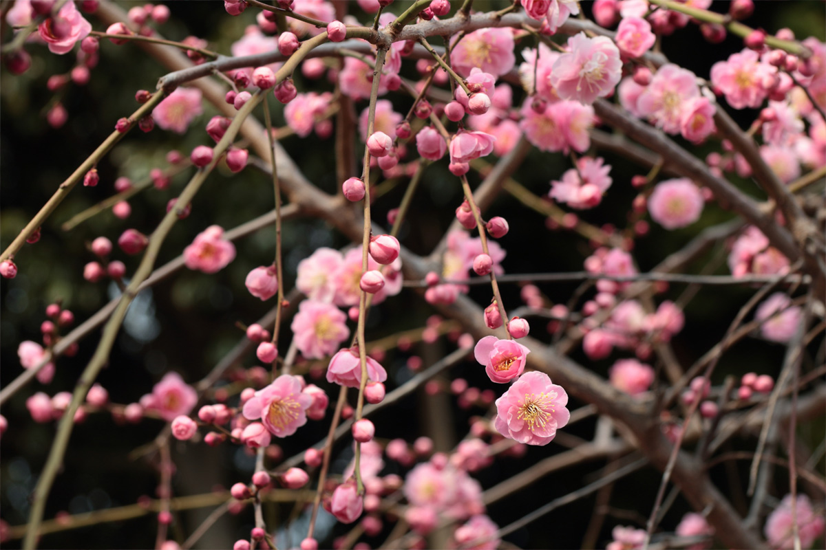 plum in japan