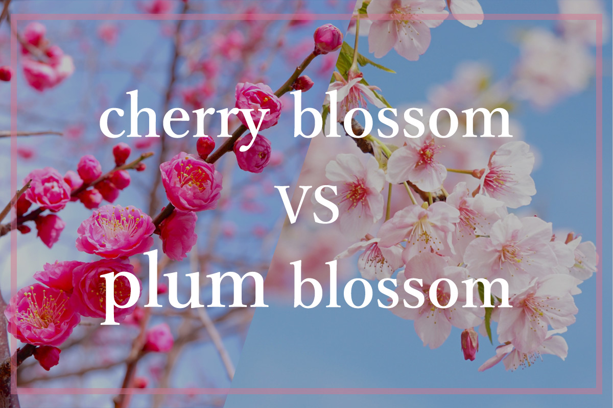 cherry blossom vs plum blossom