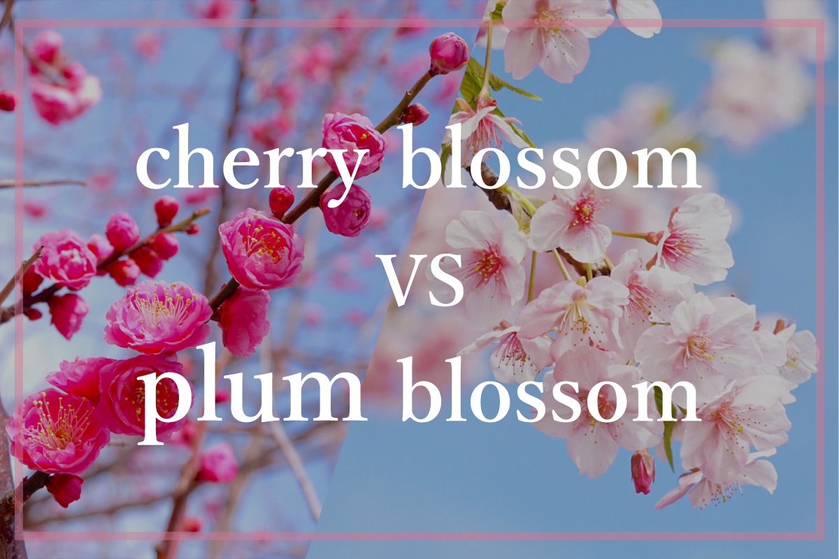 What is the Difference Between Plum and Cherry Blossom? How To Tell Them  Apart & 7 Places to See Them