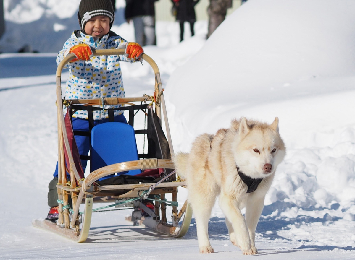 dog sledding in sapporo