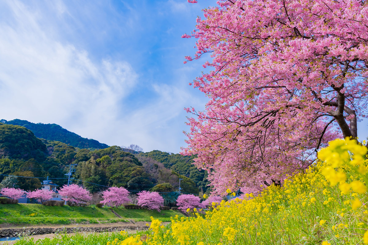 kawadu sakura in minamiizu japan