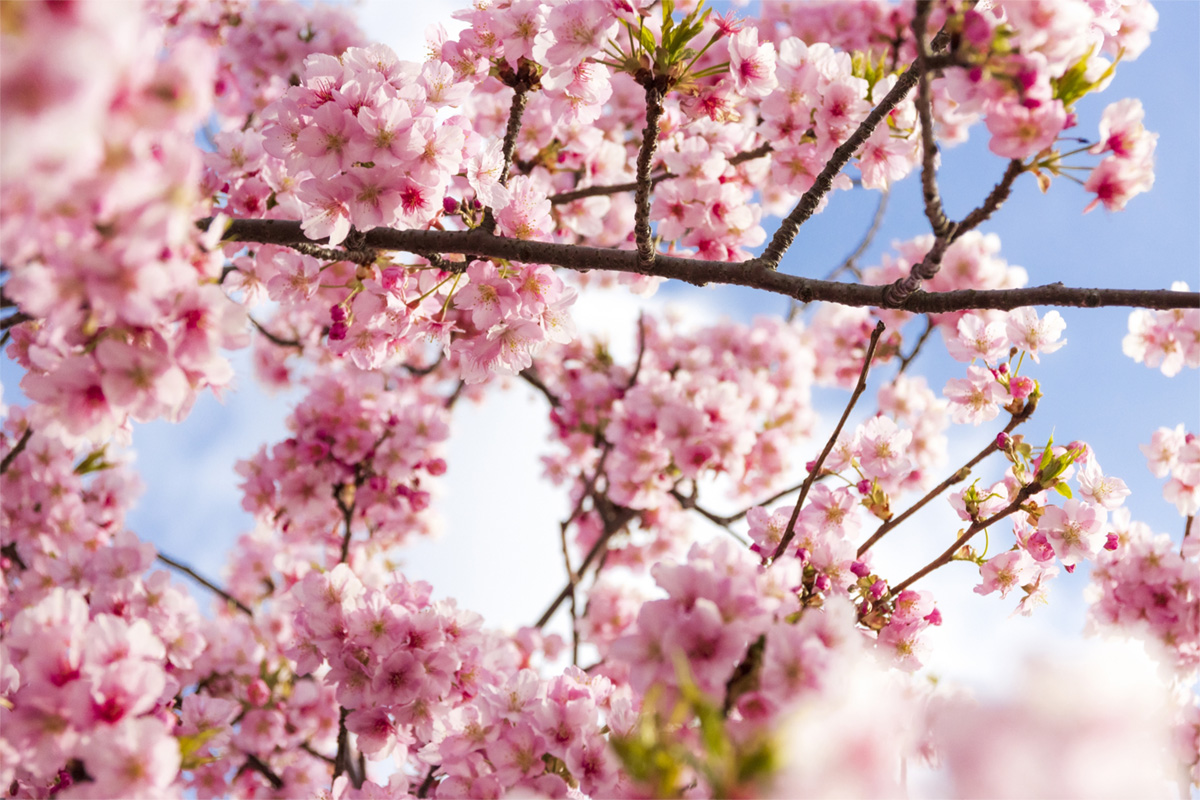 kawazu-sakura