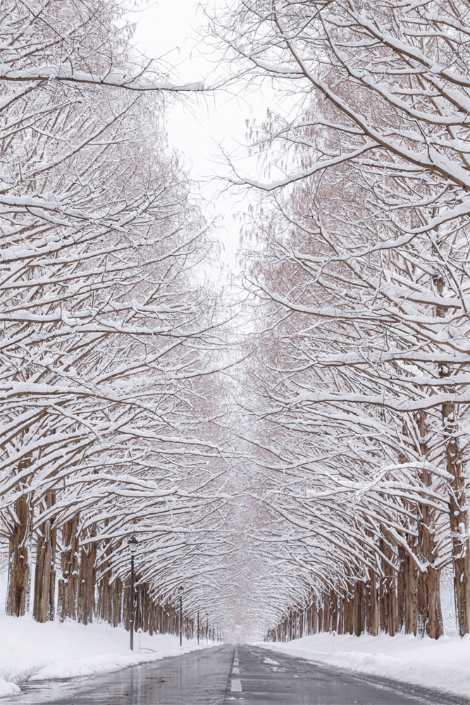 metasequoia trees