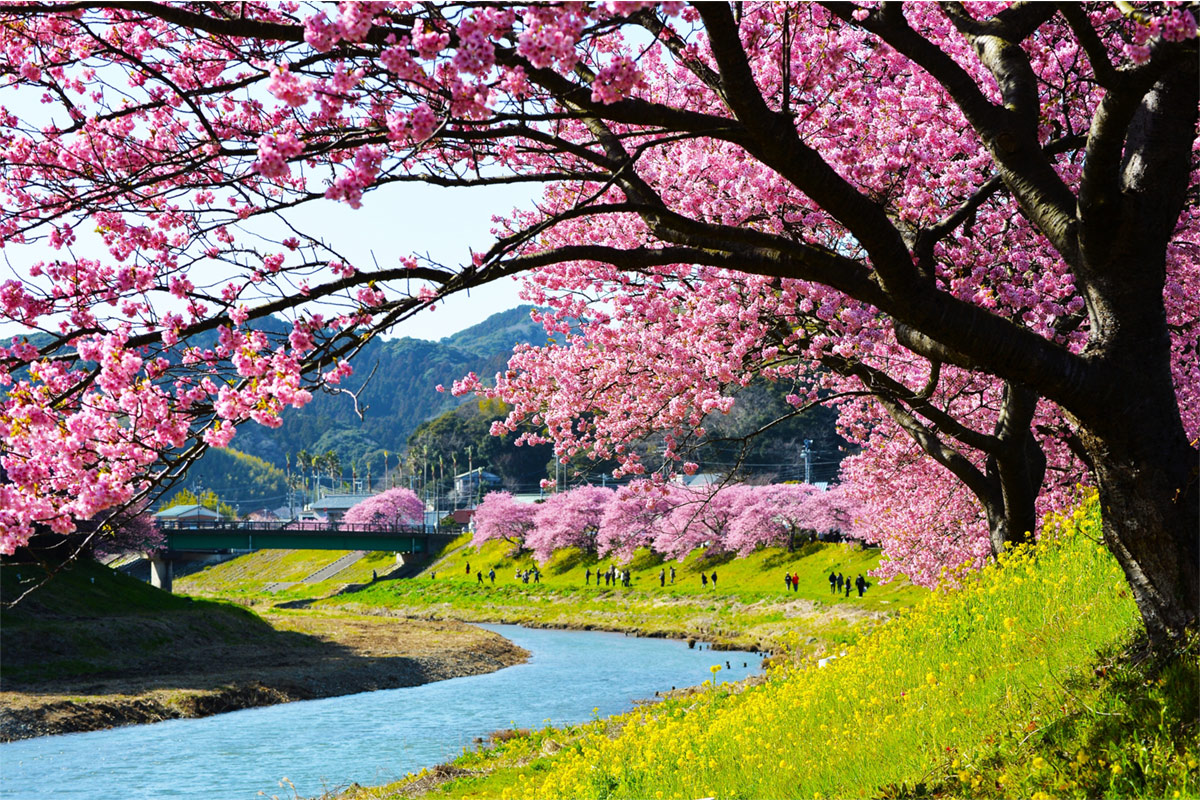 Cherry Tree and Canola Flower Festival