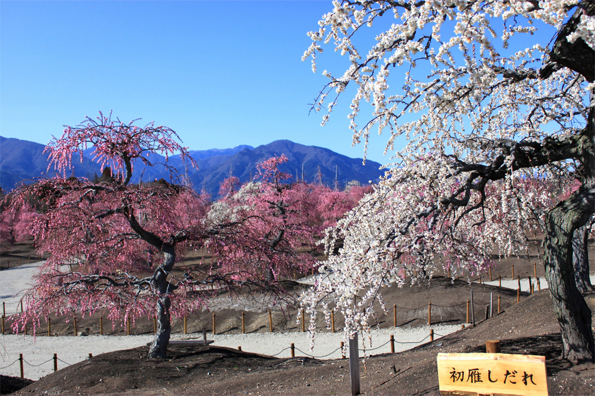 mt.suzuka