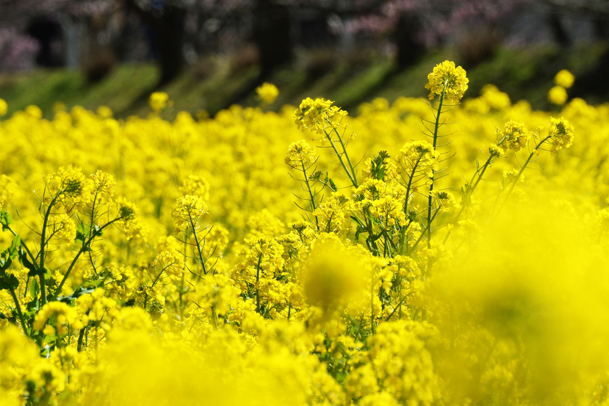 canola flowers in japan