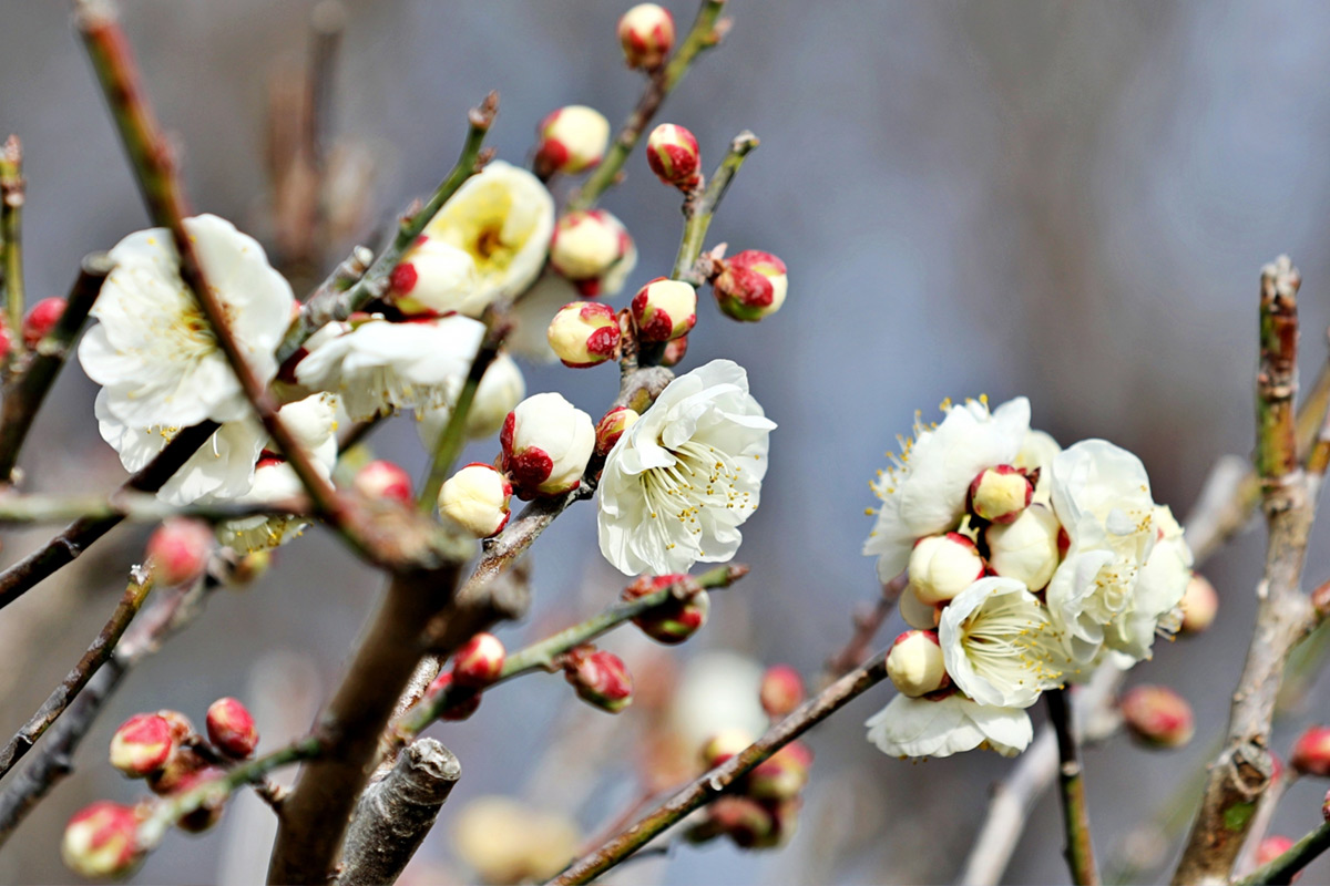 plum flower