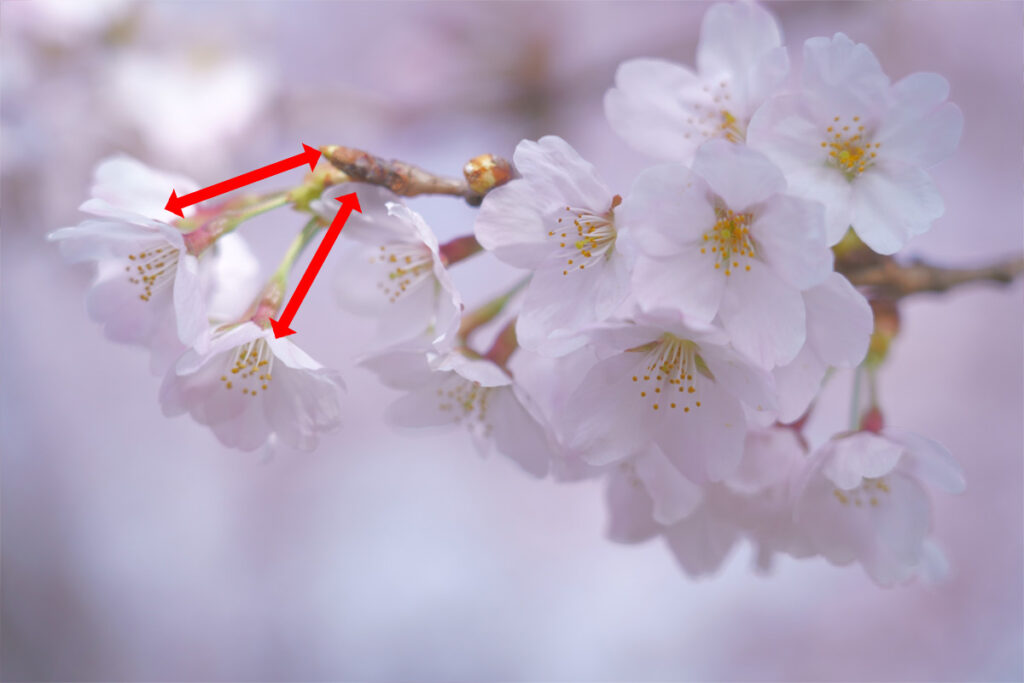 Cherry blossoms vs plum blossoms. What's the difference?