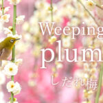 shidareume(weeping plum)
