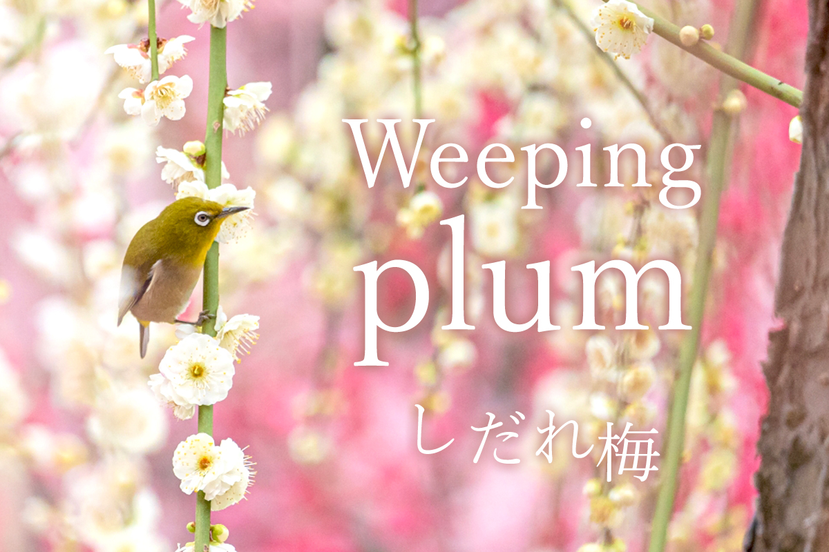 shidareume(weeping plum)