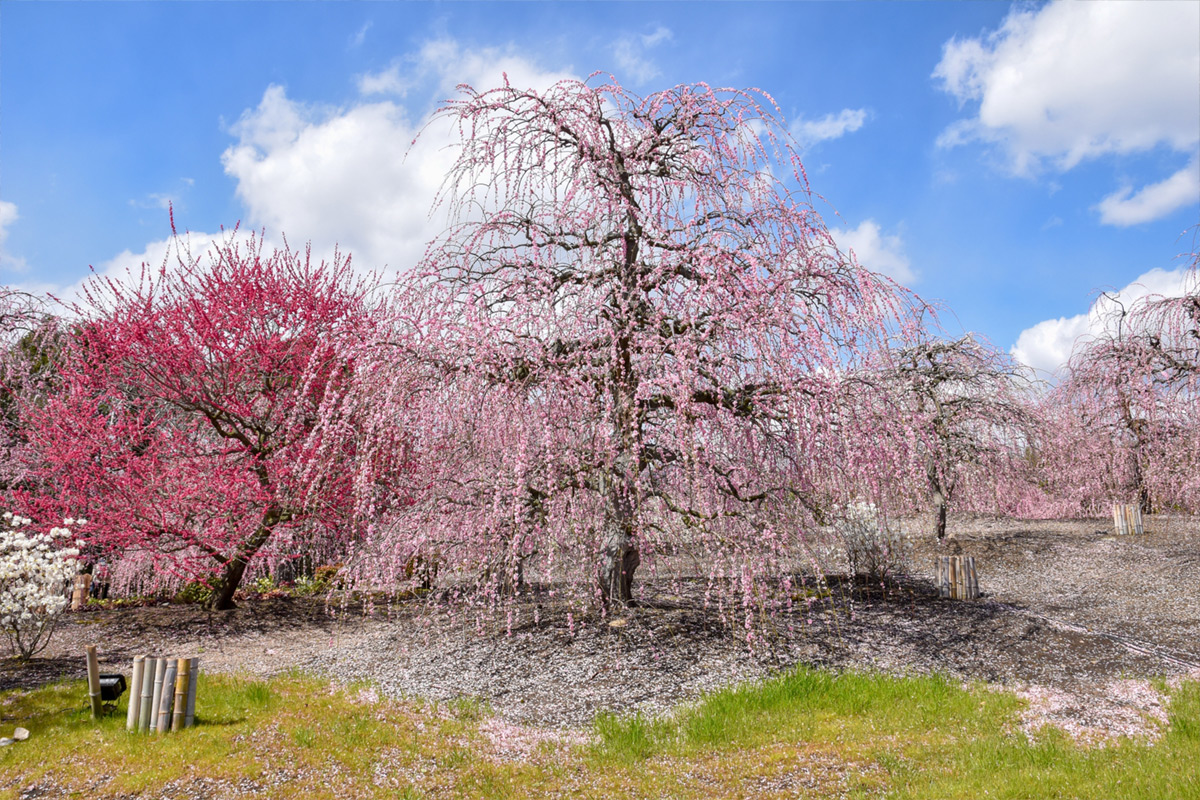 Suzuka Forest Garden