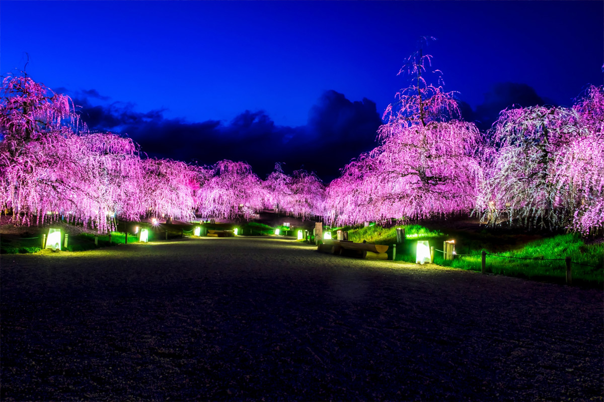 suzuka forest park night