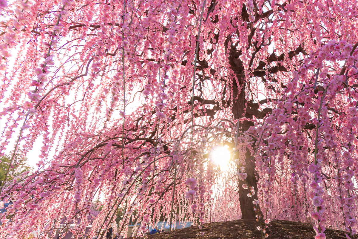 suzuka forest park