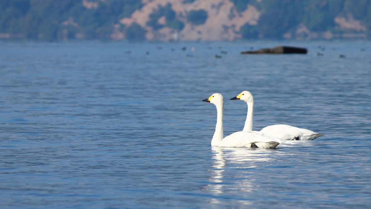 swan-biwako