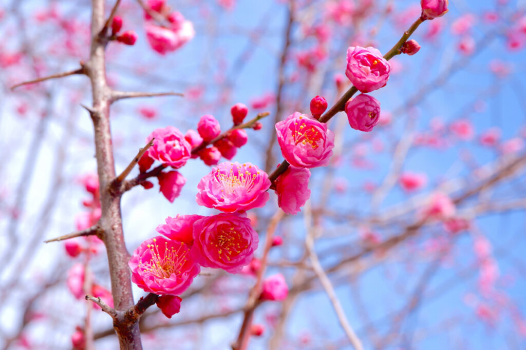 Cherry blossoms vs plum blossoms. What's the difference?
