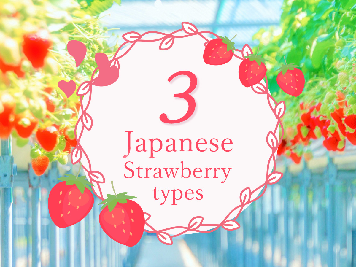3 Japanese strawberry types