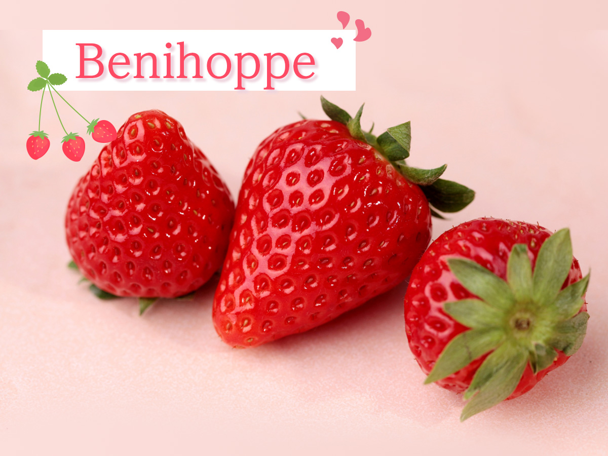 Benihoppe