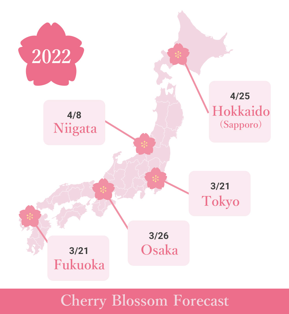 Cherry Blossom Blooming Season　2022
