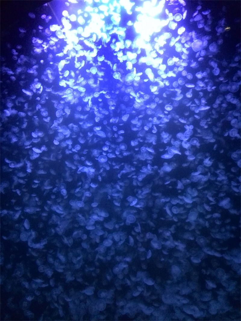 Kamo Aquarium