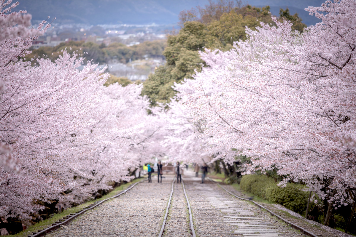 5 Best places to see Cherry blossoms in Japan