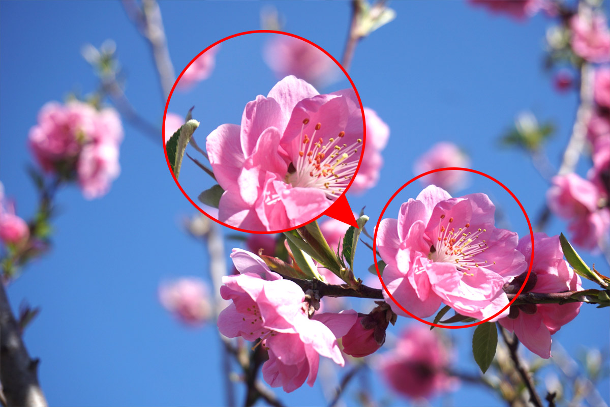 Difference between plum blossom, cherry blossom and peach blossom